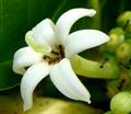 Morinda citrifolia